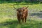 Closeup of a single Highland cattle in a sunny green pasture