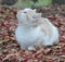 Closeup of single kitten sitting among red autumn leaves looking towards the sky.