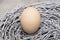 Closeup of a single light brown chicken egg in a nest of twigs