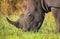 Closeup of single male white rhino in the South African bush