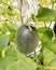 Closeup of single melons plant growing in greenhouse organic farm ,Thailand