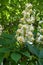 Closeup of single panicle of horse chestnut