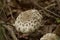 Closeup of a single parasol mushroom growing on a forest floor