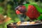 Closeup of A single parrot perched on a platform with a food plate