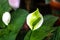 A closeup of a single petal white flower called Peace Lilly Spathiphyllum cochlearispathum, Spathiphyllum wallisii