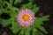 Closeup of single pink strawflower