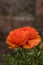 Closeup of a single ranunculus bloom with water droplets