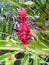 Closeup of Single Red Ginger Bloom