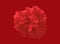 Closeup, Single red hibiscus flower blossom bloom isolated on red background for design or advertising produck, summer floral