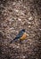 Closeup of a single robin on ground