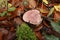 Closeup on a single Rosy bonnet mushroom ,Mycena rosea, on the forest floor