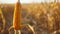 A closeup of a single stalk heavy with ripe corn kernels against a backdrop of neverending fields stretching out to the