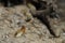Closeup single Termite eat wood house and furniture.