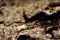 Closeup single Termite eat wood house and furniture