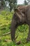 Closeup Single tusk elephant in Dubare Elephant Camp, Coorg India.