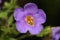 Closeup of a single Violet colored Ornamental Bacopa flower