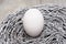Closeup of a single white chicken egg in a nest of twigs