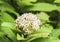 Closeup of Single white flower spike Rubiaceae Ixora coccinea i