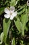 Closeup of single white quince flower