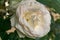 Closeup of single white rose (Rosa alba)