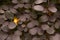 Closeup of single yellow autumn leaf against a background of dark grayish purple leaves