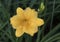 Closeup single Yellow Carolina Jasmine Bloom