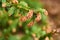 Closeup of Sitka spruce growing in a quiet, zen pine forest with a blurry background and copyspace. Zoom in on details