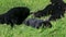 Closeup six small black german shepherd puppies crawl in green grass