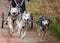 Closeup of sled dogs group, Siberian Huskies pulling a four-wheeled cart in a sled