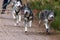 Closeup of sled dogs group, Siberian Huskies pulling a four-wheeled cart in a sled
