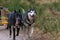 Closeup of sled dogs group, Siberian Huskies pulling a four-wheeled cart in a sled