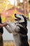 Closeup of a sled husky dog dancing with his owner