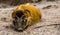 Closeup of a sleeping red river hog, tropical wild boar from Africa