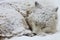 Closeup of a sleepy Alaskan Tundra Wolf covered in the snow in Hokkaido in Japan