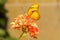 Closeup of a Sleepy Orange Butterfly on Cluster of Red Flowers