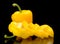 Closeup slices of yellow bell peppers on black with drops of wat