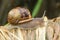 Closeup on a slimy common garden snail, Cornu aspersum moving with her shell on the back