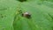 Closeup of a slimy small snail crawling on a green leaf in daylight