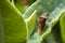 Closeup of a Sloe Bug insect, Dolycoris baccarum, laying eggs