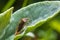 Closeup of a Sloe Bug insect, Dolycoris baccarum, laying eggs