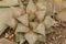 Closeup on a slow growing Aloe Star Cactus, Haworthia retusa