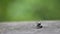 Closeup Slow-mo of two black ants fighting in the wild of forest at Taiwan