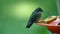 Closeup slow motion shot of a hummingbird