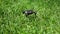 Closeup slow motion video of very small tiny drone taking off the grass in park. Modern technology for surveillance or