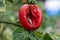 A closeup of a slug on a fresh garden tomato.