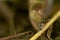 Closeup of a slugs eyes