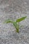 Closeup of small alocasia plant growing in inhospitable rough sand
