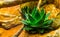 Closeup of a small aloe vera plant, ayurvedic medicine, popular cultivated plants in horticulture