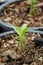 Closeup of small azalea saplings in pots