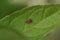 Closeup on the small birch catkin bug , Kleidocerys resedae, sitting on a green leaf